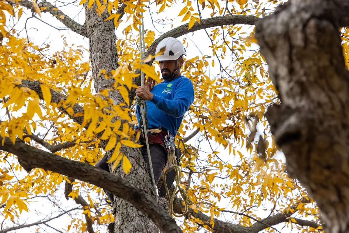 Skilled Tree Disease Treatment crew working in Larkspur